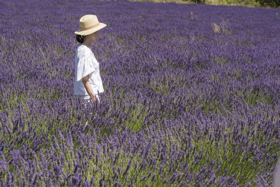 From Marseille: Lavender Full-Day Trip to Sault - Learning the lavender process at a local producer