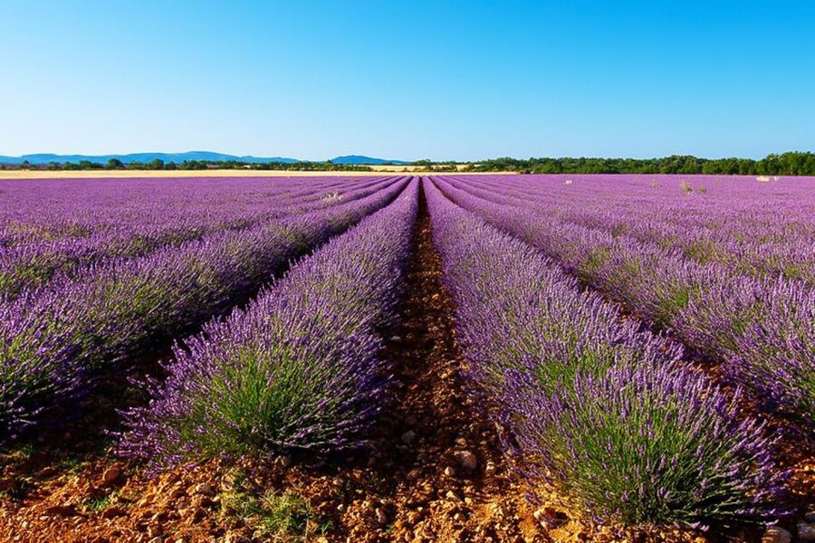 From Marseille: Valensole Lavender Full-Day tour - From Marseille to Valensole Plateau, the drive sets the mood