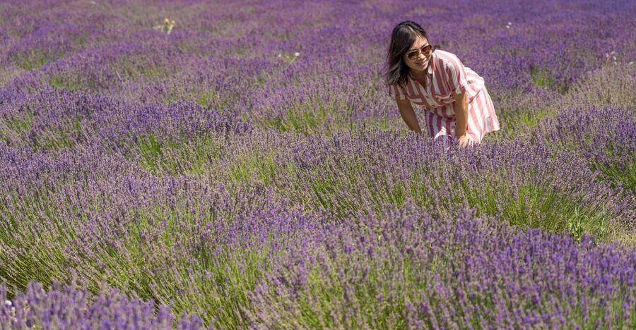 From Marseille: Valensole Lavender Full-Day tour - The lavender producer stop: oils, honey, and a chance to ask questions