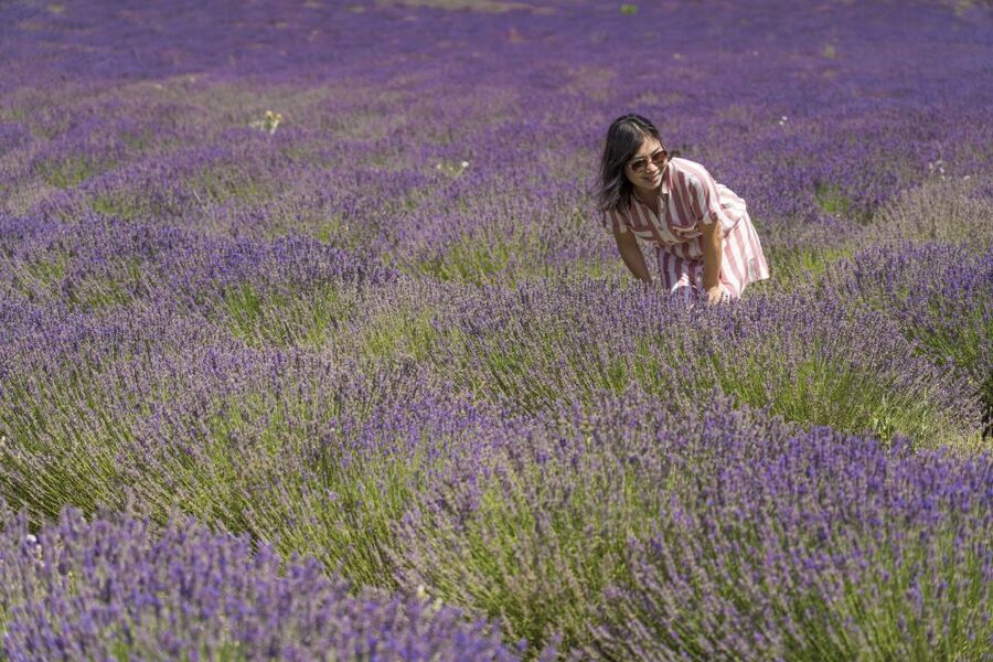 From Marseille: Valensole Lavender Full-Day tour - Valensole lavender fields: photo stops plus real context