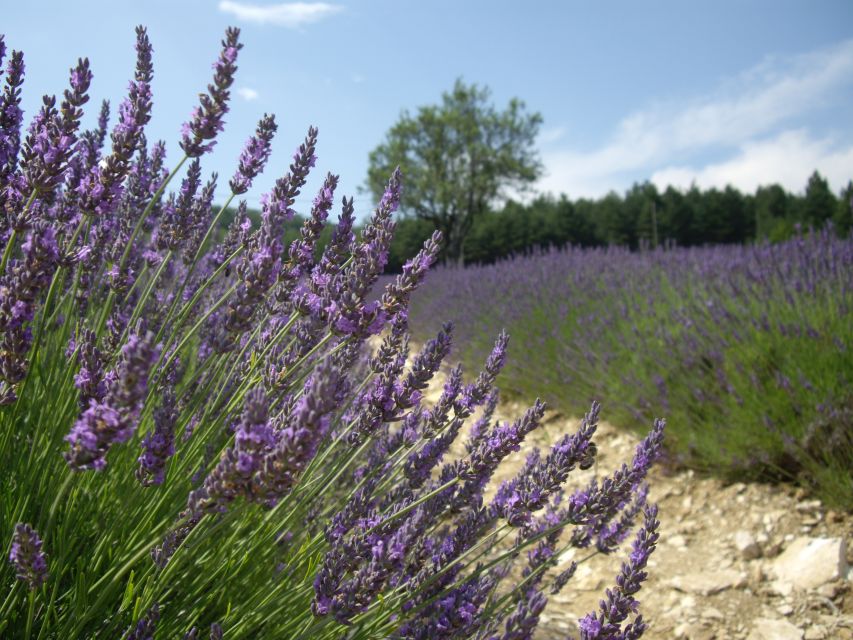 From Marseille: Valensole Lavenders Tour from Cruise Port - Key moments that make this tour worth your time