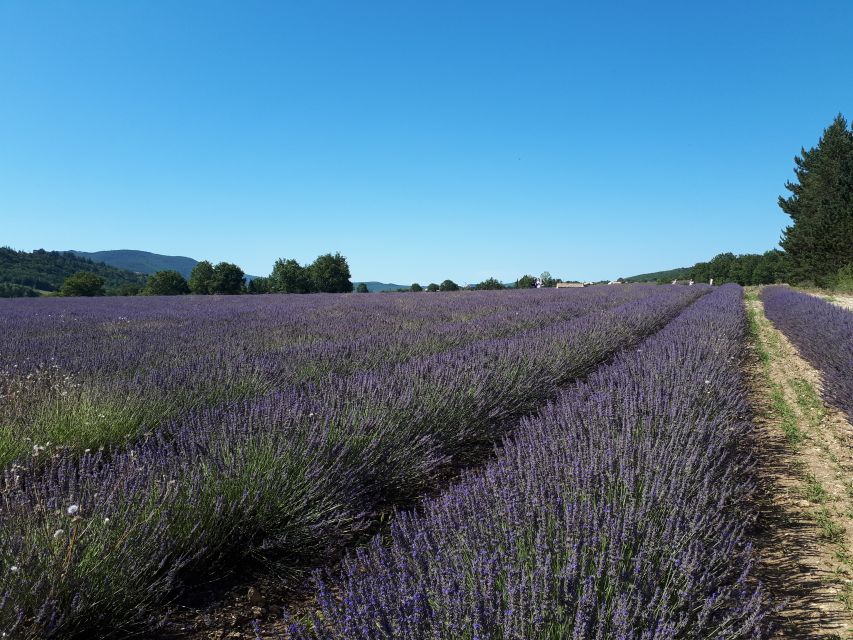 From Marseille: Valensole Lavenders Tour from Cruise Port - Valensole village lunch break: 1.5 hours to go at your own pace