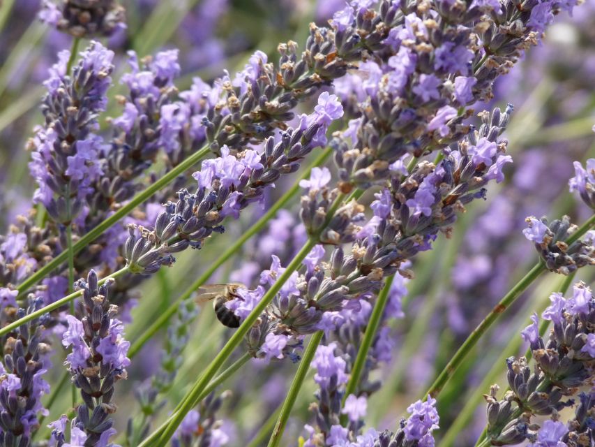 From Marseille: Valensole Lavenders Tour from Cruise Port - Second field stop: why the 1 hour window still matters