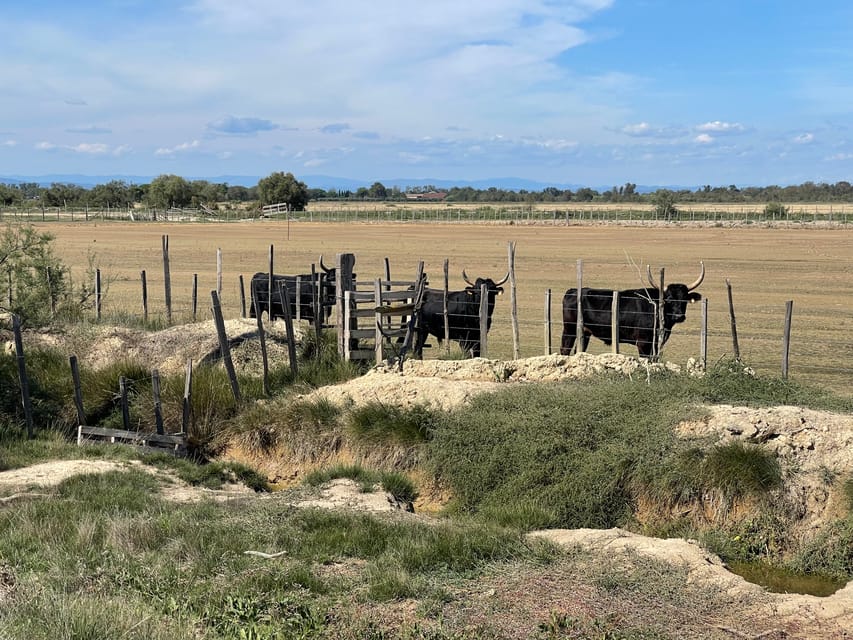 From Montpellier: Camargue and Salt Marshes Guided Tour - Key Things I’d Prioritize on This Camargue Tour