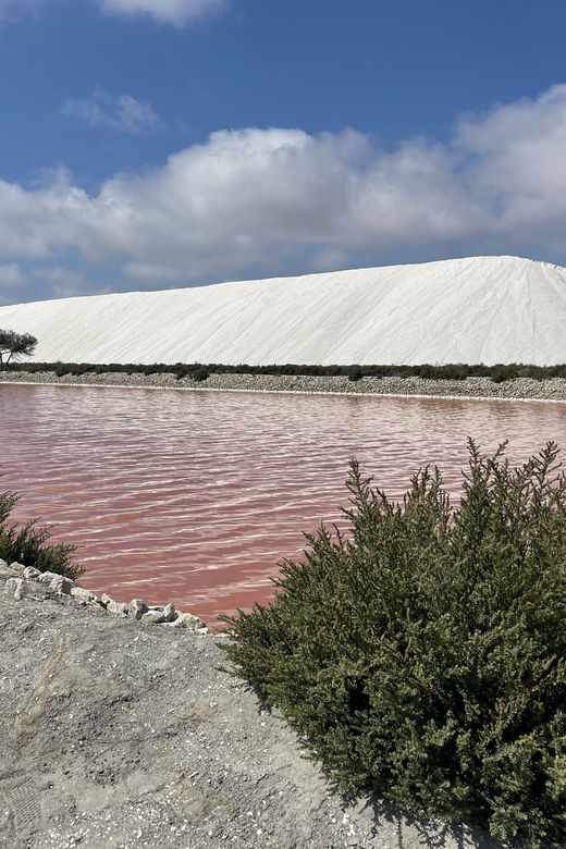 From Montpellier: Camargue and Salt Marshes Guided Tour - Pont de Gau Bird Sanctuary, Flamingos Up Close