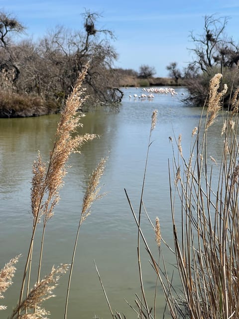From Montpellier: Camargue and Salt Marshes Guided Tour - Saintes-Maries-de-la-Mer: Church, Saint Sara, and Beach Lunch Options