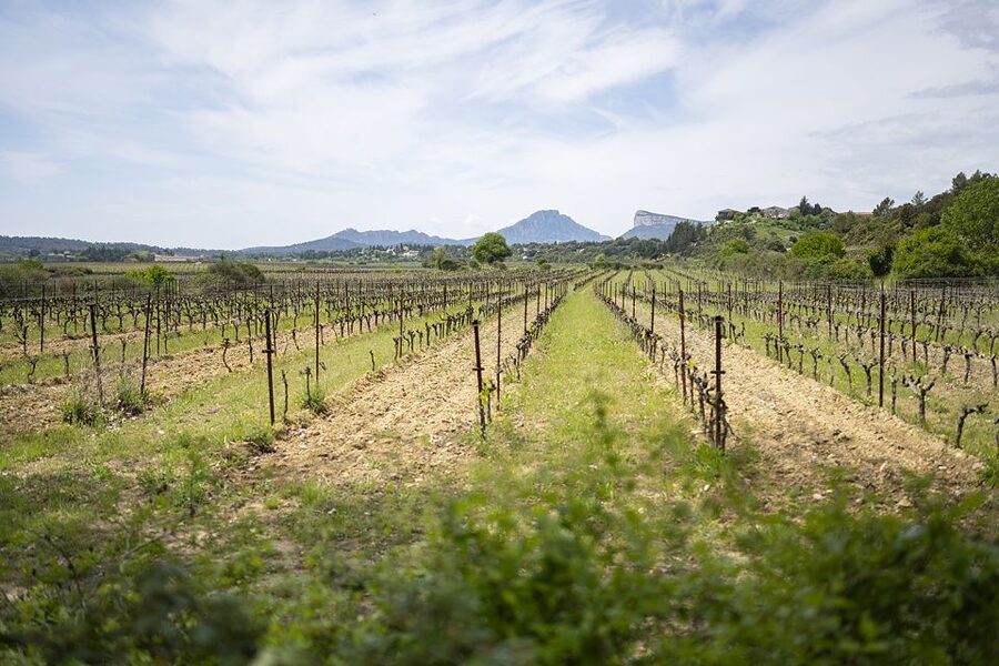 From Montpellier: Half-Day Vineyard & Pic Saint-Loup Tour - From Montpellier to Pic Saint-Loup: A four-hour plan that actually works