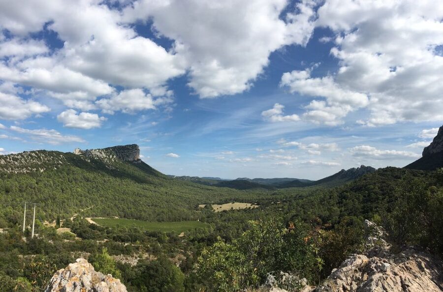 From Montpellier: Half-Day Vineyard & Pic Saint-Loup Tour - Who this tour is best for, and who should skip it