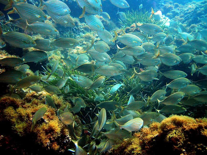 From Nice: French Riviera Swimming and Snorkeling Cruise - The water stop near Saint-Jean-Cap-Ferrat: swimming and snorkeling time