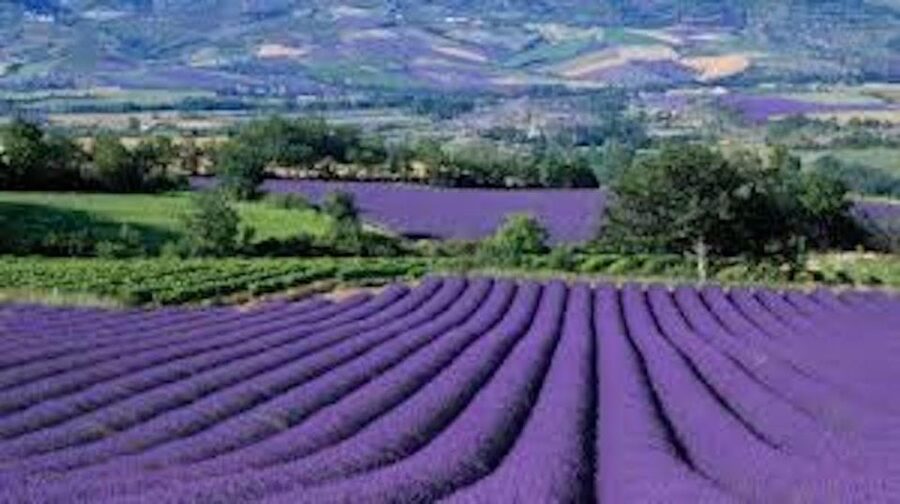 From Nice: Full-Day Provence and Lavender Tour - The Verdon Gorge drive: scenic time that sets up the lake