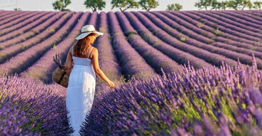 From Nice: Full-Day Provence and Lavender Tour - Lavender processing plant visit: what you see beyond the fields