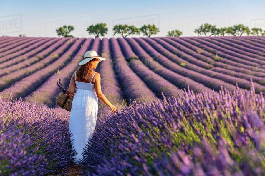 From Nice: Full-Day Provence and Lavender Tour - How the guide shapes the whole experience