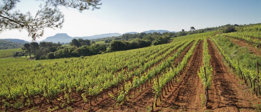 From Nice: Provence Wine Full-Day Tour - The Tasting Mini-Class: Learn the Steps, Then Use Them