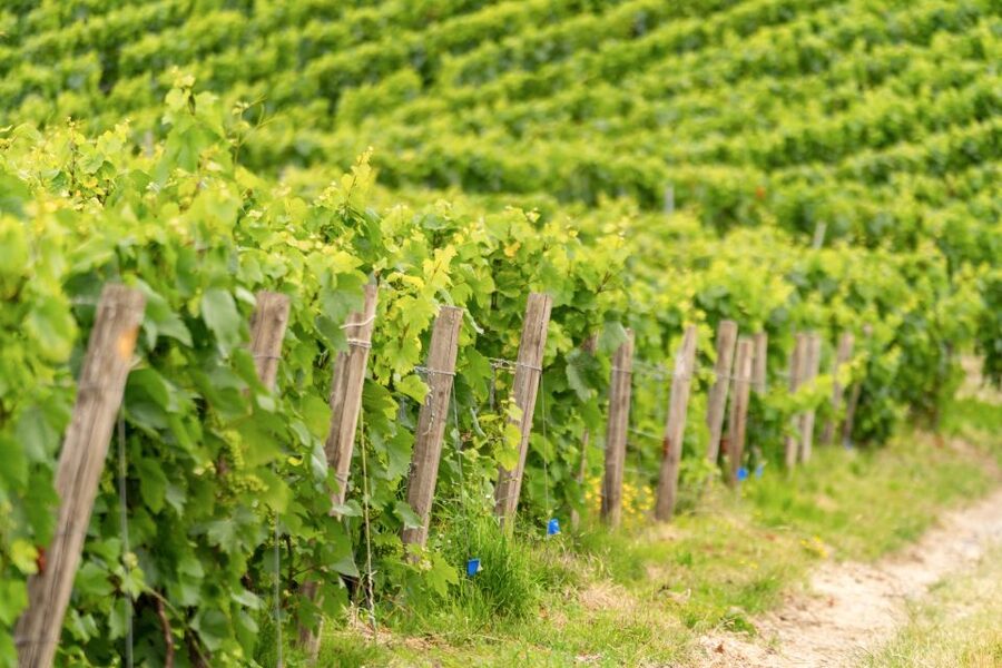 From Paris: Day Trip to Champagne with 8 Tastings & Lunch - Should You Book This Champagne Day Trip?
