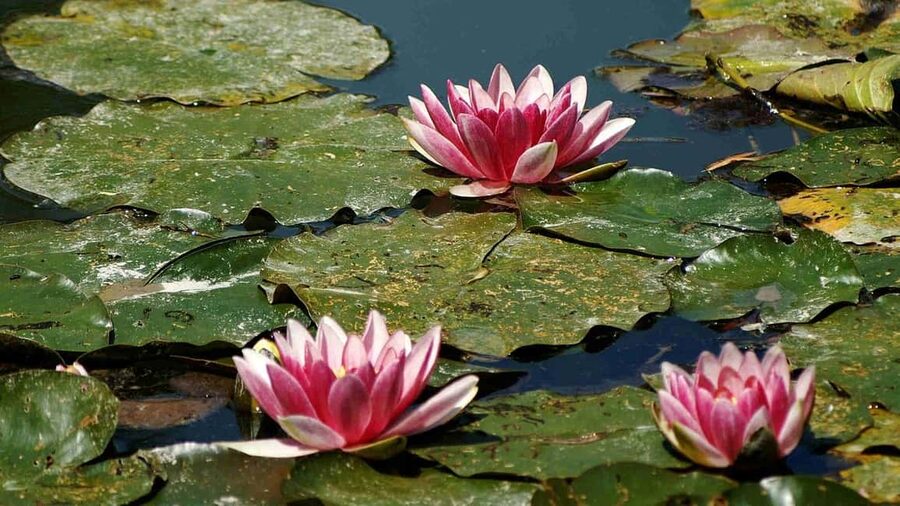 From Paris: Giverny Monet’s House & Gardens Half-Day Tour - Who this tour is best for