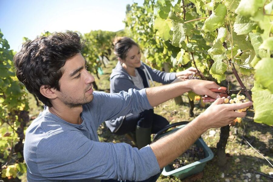 From Paris: Small-Group Champagne Day Trip with Six Tastings - Who should book this tour, and who should skip it