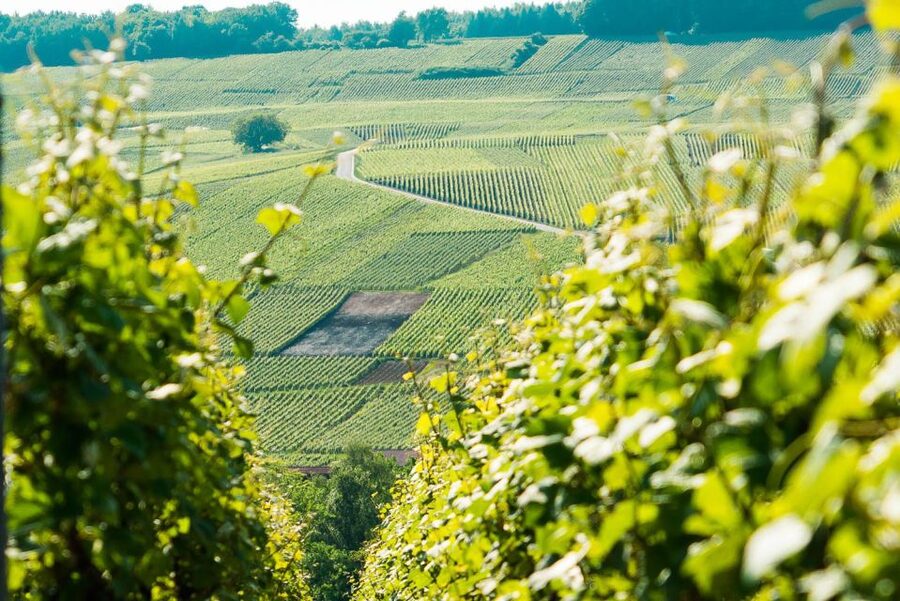 From Paris: Small-Group Champagne Day Trip with Six Tastings - Why this Champagne day trip fits Paris so well