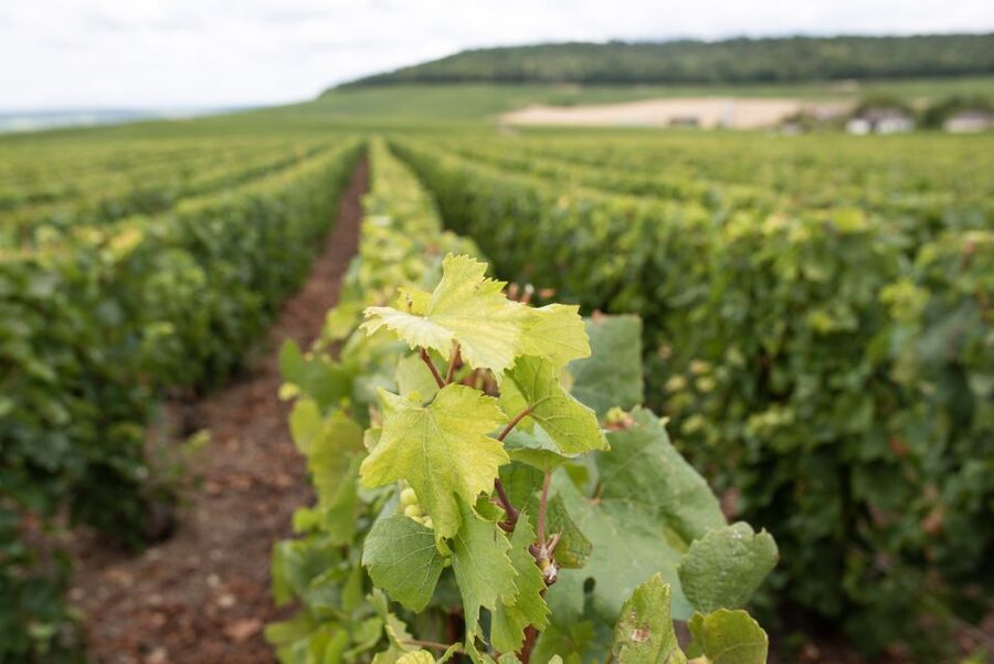 From Reims: Champagne and Family-Run Wineries Tour - First winery stop: what 1.5 hours and 3 tastings really gives you
