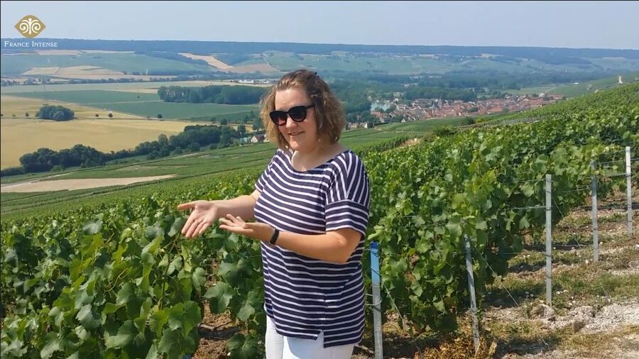 From Reims: Champagne Day Trip to 3 Family Domains & Lunch - Morning sighting in Reims, then straight into Marne Valley vineyards