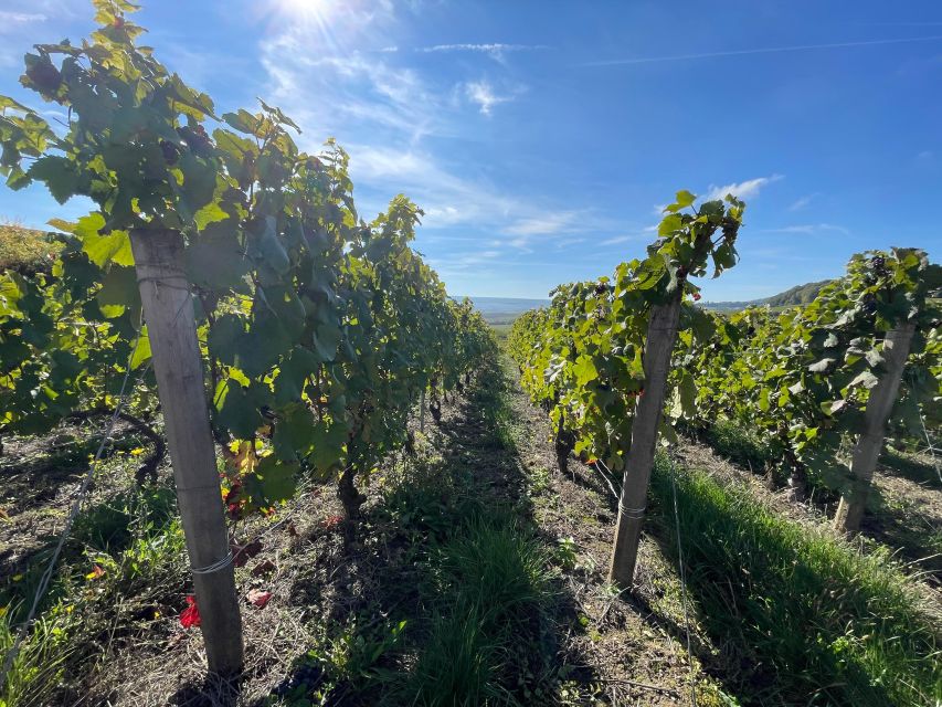 From Reims/Epernay: Champagne half-day tour (small group) - Meet Angélique, then head toward Pinot country