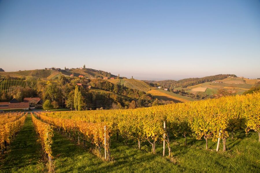 From Tours: Loire Valley Wineries Day Trip with Tastings - Key points to know before you go