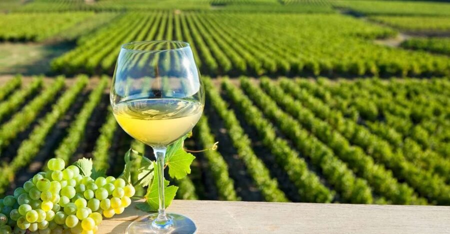 From Tours: Loire Valley Wineries Day Trip with Tastings - Should you book this Loire Valley wineries day trip?