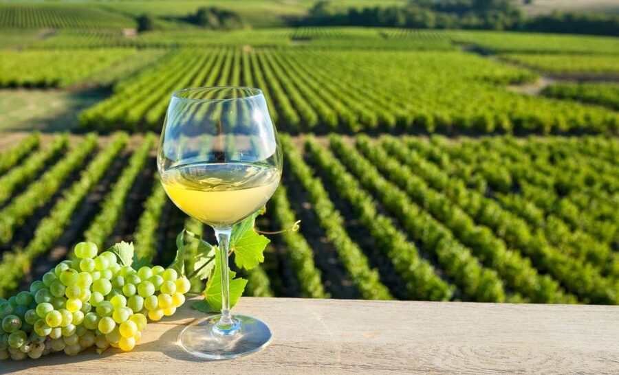 From Tours: Loire Valley Wineries Day Trip with Tastings - Getting there in a Mercedes minivan, and why it matters