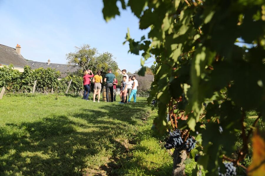 From Tours or Amboise: Loire Valley Wine Tour - How the Pairing Works When You Taste Different Styles
