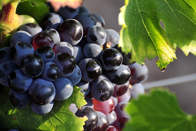 Full day Wine Tour around Luberon from Aix en Provence - Three winery stops and about 13 tastings: what that adds up to