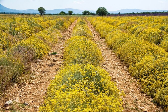 Gorges du Verdon : Lavenders, Canyon Boat Picnic & Villages - Meeting Point, Timing, and How to Plan Your Day in Aix