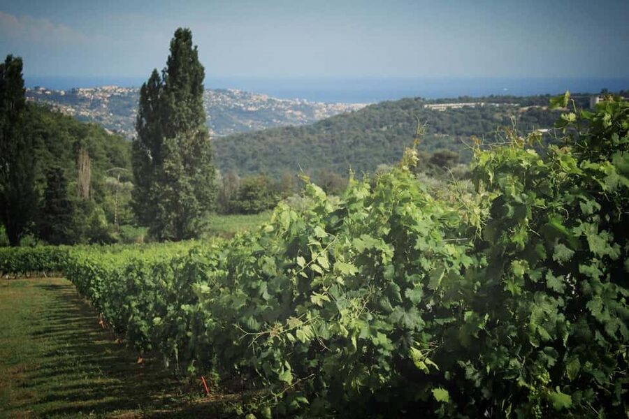 Grasse, Gourdon and local wine tasting, from Nice and Cannes - Shopping and Photo Wins: What’s Worth Your Time