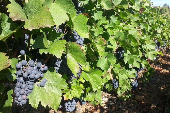 Guided tour and wine tasting Northern Rhône Valley - The ride, the group size, and why it matters