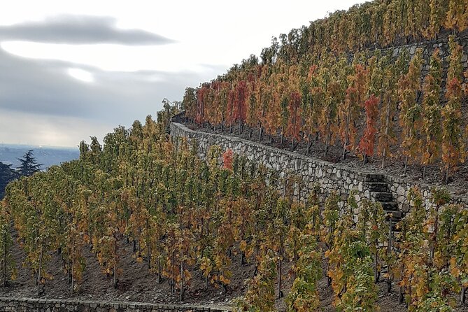 Guided tour and wine tasting Northern Rhône Valley - Ampuis second estate: another 4 to 6 wines, different feel