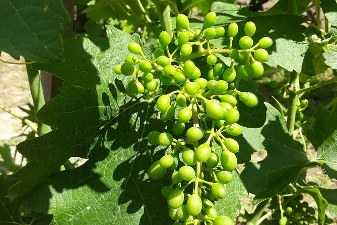 Guided tour and wine tasting Northern Rhône Valley - What the tastings and snacks teach you (without turning it into homework)