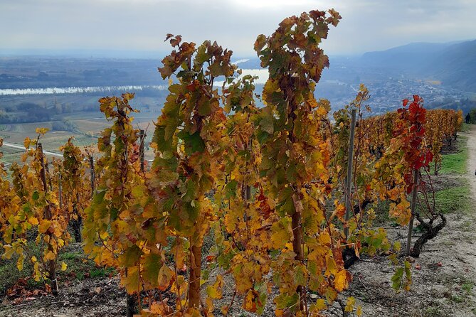 Guided tour and wine tasting Northern Rhône Valley - Pace, timing, and comfort: what to expect in real life