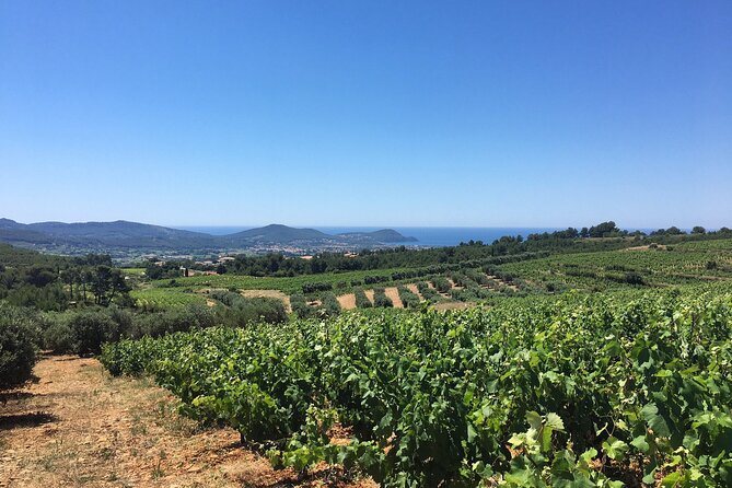 Half day Wine Tour in Bandol & Cassis from Aix en Provence - The Tastings: About 9 Wines, Spanning Reds, Rosé, and Whites