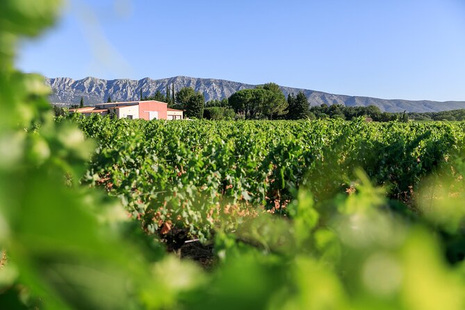 Half day Wine Tour in Côtes de Provence Sainte-Victoire from Aix en Provence - Key things to know before you go