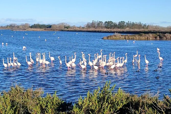 Happy tour camargue an immersion by bike and scooter E - Key highlights you will feel right away