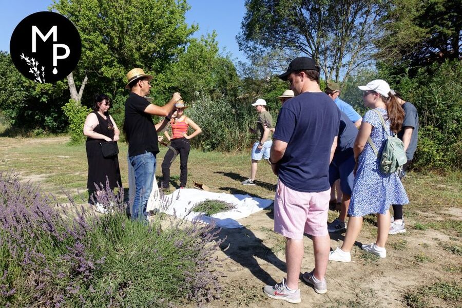 Lavender Field & Distillery Tour between Nimes & Arles - Touch, smell, and sort plants like an alchemist