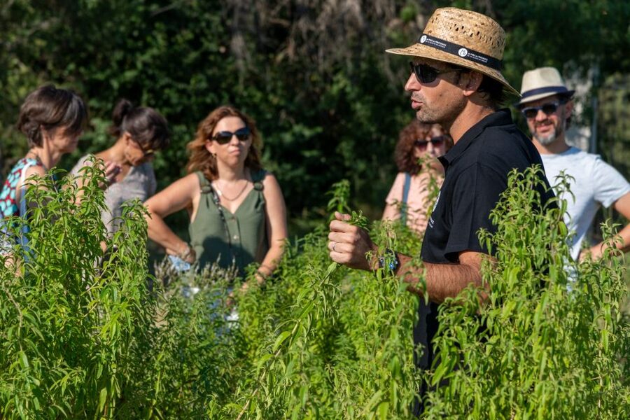 Lavender Field & Distillery Tour between Nimes & Arles - Price, timing in July and August, and value for $9