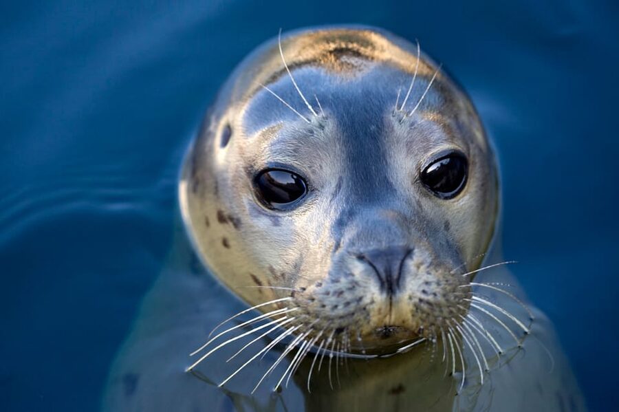 Le Grau-du-Roi: Seaquarium Skip-the-Line Entrance Ticket - Key highlights at Seaquarium Institut Marin