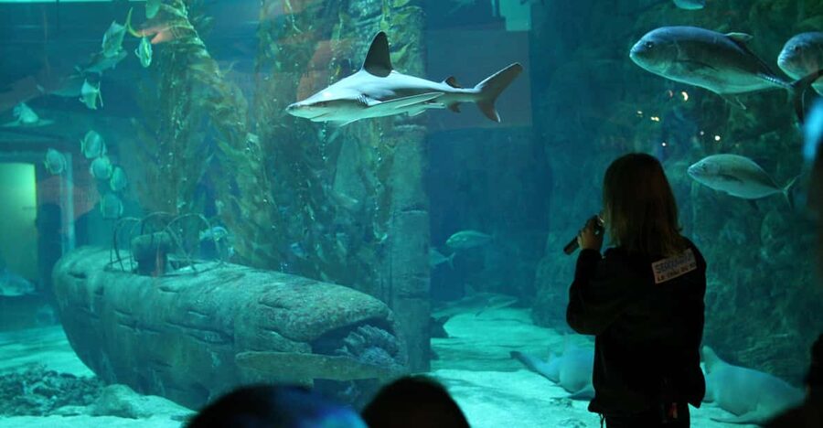 Le Grau-du-Roi: Seaquarium Skip-the-Line Entrance Ticket - Seals and sea lions enclosure: animal watching that works for families