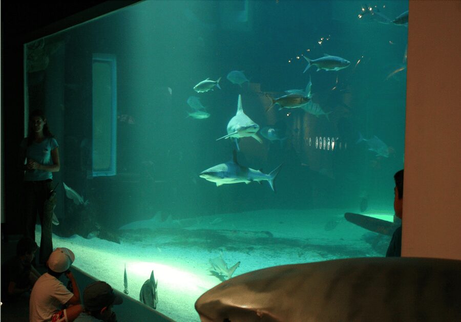 Le Grau-du-Roi: Seaquarium Skip-the-Line Entrance Ticket - Price and value: is $20 the right call?