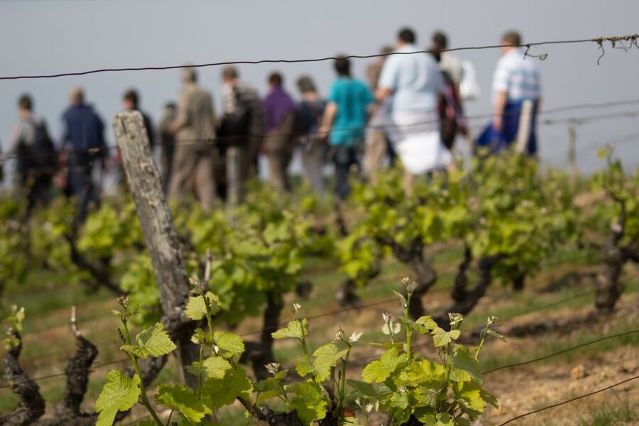 Loire Valley: Vouvray Vineyard Tour and Wine Tasting - Rock-Hewn Cellars: Why Limestone Temperature Matters
