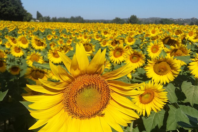 Luberon, Roussillon & Gordes Half-Day Tour from Avignon - Best for who, and not ideal for whom