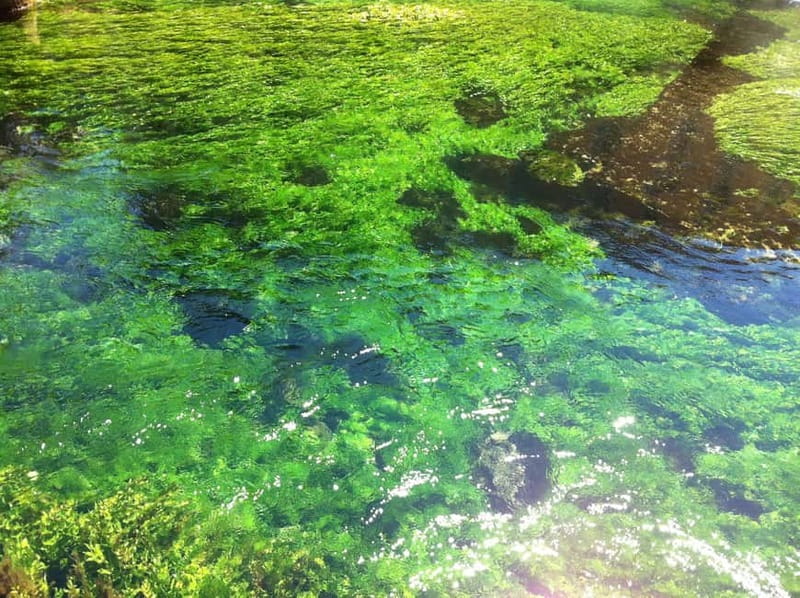 Luberon villages Full-day tour from Aix-en-Provence - Fontaine de Vaucluse and the Sorgue River Source Walk