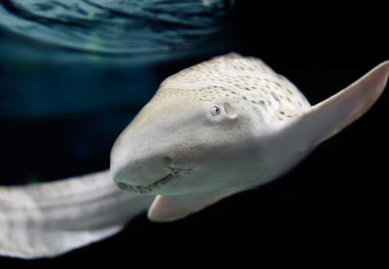 Lyon: Aquarium Entrance Ticket - The Info Mix: Screens, Film, and How to Get More Out of It