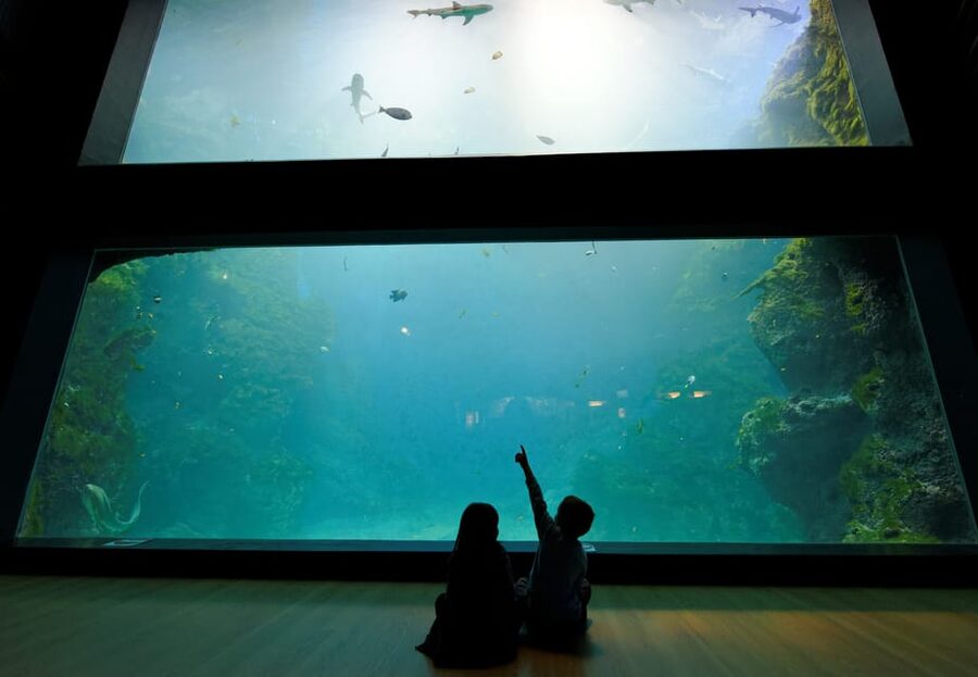 Lyon: Aquarium Entrance Ticket - Crowds, Pace, and How to Have a Great Visit Anyway