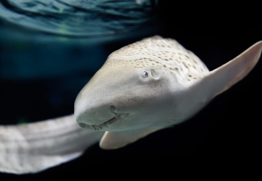Lyon: Aquarium Entrance Ticket - Six Global Exhibits, Built Like a Road Trip Through Water