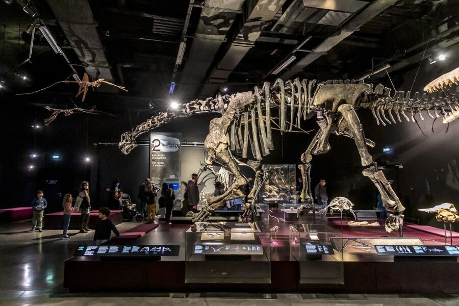 Lyon: Musée des Confluences Entrance Ticket - Where the Museum’s Collections Come From (And Why That Matters)